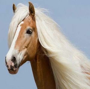 A horse pic